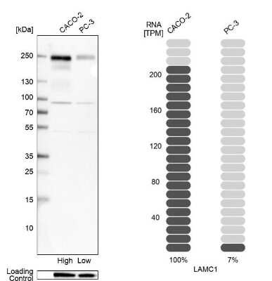 Western Blot: Laminin gamma 1 Antibody [NBP1-87718]