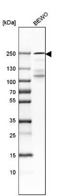 Western Blot: Laminin gamma 1 Antibody [NBP1-87719]