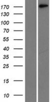 Western Blot: Laminin gamma 1 Overexpression Lysate [NBL1-12430]