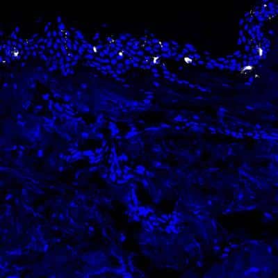 Immunocytochemistry/ Immunofluorescence: Langerin/CD207 Antibody (310F7.02) [DDX0361P-100]