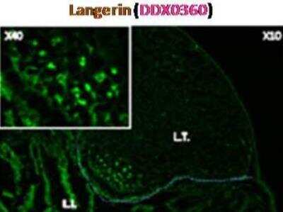 Immunocytochemistry/ Immunofluorescence: Langerin/CD207 Antibody (808E10.01) [DDX0360P-100]