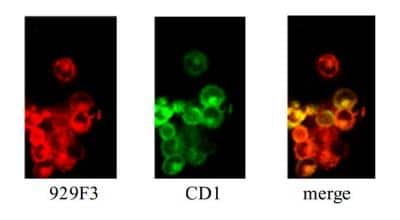 Immunocytochemistry/ Immunofluorescence: Langerin/CD207 Antibody (929F3.01) [DDX0362P-100]