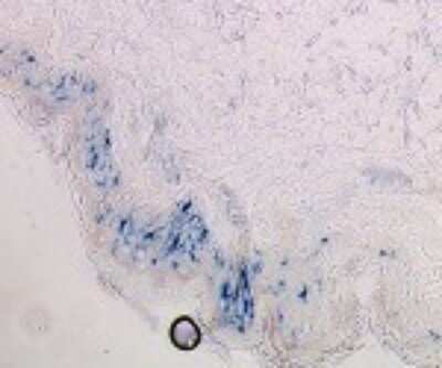 Immunohistochemistry-Frozen: Langerin/CD207 Antibody (DCGM4/122D5) [DDX0363P-100]