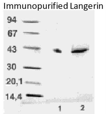 Western Blot: Langerin/CD207 Antibody (DCGM4/122D5) [DDX0363P-100]