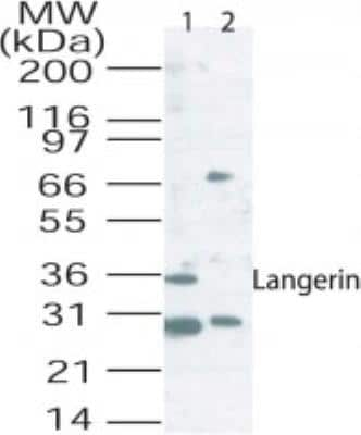 Western Blot: Langerin/CD207 Antibody [NB100-56733]