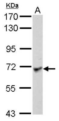 Western Blot: Lano Antibody [NBP2-19332]