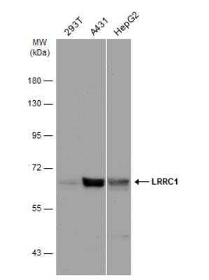 Western Blot: Lano Antibody [NBP2-19332]