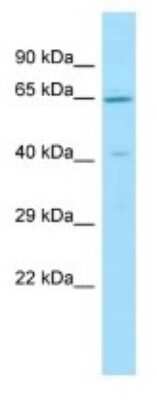 Western Blot: Lano Antibody [NBP3-09509]