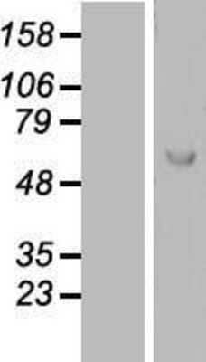 Western Blot: Lano Overexpression Lysate [NBL1-12674]