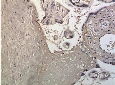 Immunohistochemistry-Paraffin: Latent TGF-beta bp1 Antibody (MM0447-5L38) - Azide and BSA Free [NBP2-11783]