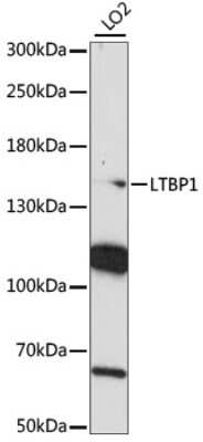 Western Blot: Latent TGF-beta bp1 AntibodyAzide and BSA Free [NBP3-03429]