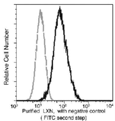 Flow Cytometry: Latexin Antibody (02) [NBP3-06086]