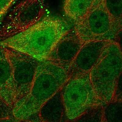 Immunocytochemistry/ Immunofluorescence: Latexin Antibody [NBP1-86079]
