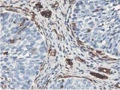 Immunohistochemistry: Latexin Antibody (OTI1E10) - Azide and BSA Free [NBP2-72069]