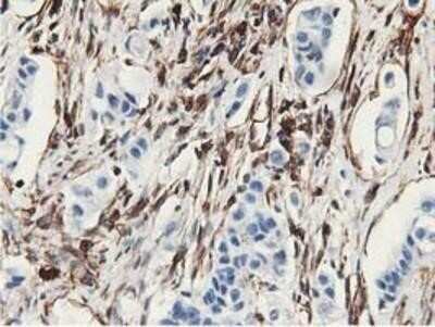 Immunohistochemistry: Latexin Antibody (OTI1E10) - Azide and BSA Free [NBP2-72069]