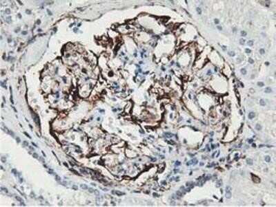 Immunohistochemistry: Latexin Antibody (OTI1E10) - Azide and BSA Free [NBP2-72069]