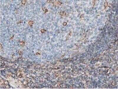 Immunohistochemistry: Latexin Antibody (OTI1E10) - Azide and BSA Free [NBP2-72069]