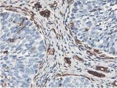 Immunohistochemistry-Paraffin: Latexin Antibody (OTI1E10) [NBP2-01382]