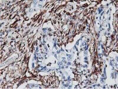 Immunohistochemistry-Paraffin: Latexin Antibody (OTI1E10) [NBP2-01382]