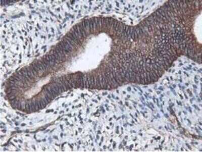 Immunohistochemistry-Paraffin: Latexin Antibody (OTI1E10) [NBP2-01382]