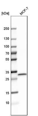 Western Blot: Latexin Antibody [NBP1-86079]