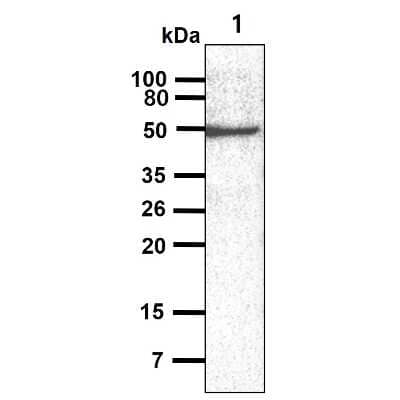 Western Blot: Layilin Antibody (20G8)BSA Free [NBP2-42663]