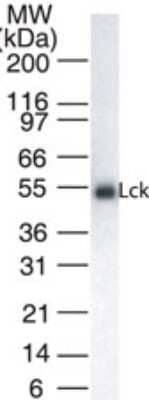 Western Blot: Lck Antibody (33D196)Azide and BSA Free [NBP2-80832]