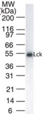 Western Blot: Lck Antibody (33D196)BSA Free [NB100-56678]