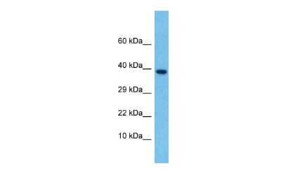 Western Blot: Lefty-2 Antibody [NBP2-86700]