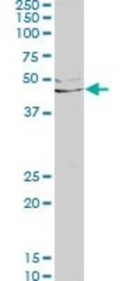 Western Blot: Lefty-1 Antibody (2E10) [H00010637-M03]