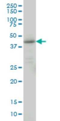 Western Blot: Lefty-1 Antibody (2E10) [H00010637-M03]