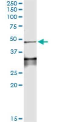 Immunoprecipitation: Lefty-1 Antibody (4D7) [H00010637-M01]