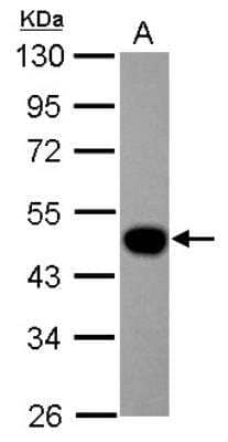 Western Blot: Lefty-1 Antibody [NBP2-19345]