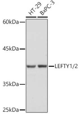 Western Blot: Lefty1/2 Antibody (2Y10P2) [NBP3-16118]