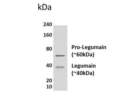 Western Blot: Legumain/Asparaginyl Endopeptidase Antibody (46I3)Azide and BSA Free [NBP2-21996]