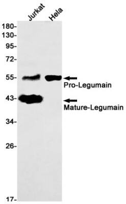 Western Blot: Legumain/Asparaginyl Endopeptidase Antibody (S06-7G1) [NBP3-19561]