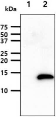 Western Blot: Leptin/OB Antibody (7E10)BSA Free [NBP2-59497]