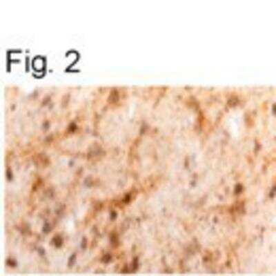 Immunohistochemistry-Frozen: Leptin/OB Antibody [NB300-611]