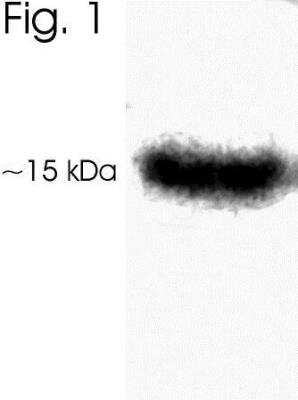 Western Blot: Leptin/OB Antibody [NB300-611]