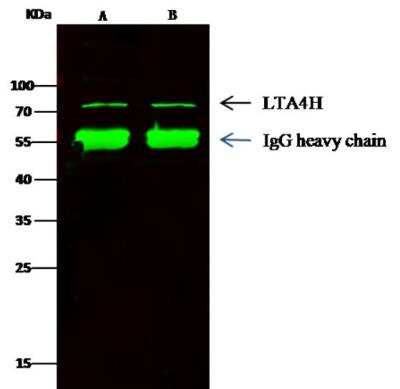 Immunoprecipitation: Leukotriene A4 Hydrolase/LTA4H Antibody (201) [NBP2-89374]