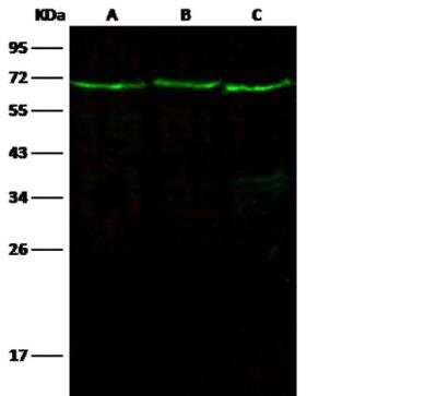 Western Blot: Leukotriene A4 Hydrolase/LTA4H Antibody (201) [NBP2-89374]