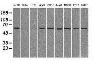 Western Blot: Leukotriene A4 Hydrolase/LTA4H Antibody (OTI1E9)Azide and BSA Free [NBP2-71189]