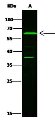 Western Blot: Leukotriene A4 Hydrolase/LTA4H Antibody [NBP2-99029]