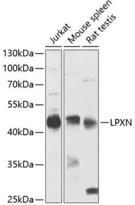 Western Blot: Leupaxin AntibodyBSA Free [NBP3-03286]