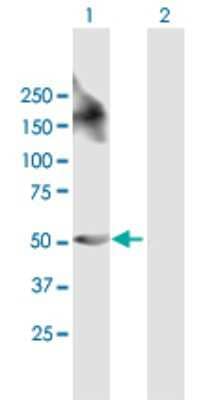 Western Blot: Leupaxin Antibody [H00009404-B01P]