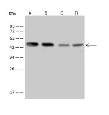 Western Blot: Leupaxin Antibody [NBP3-06271]