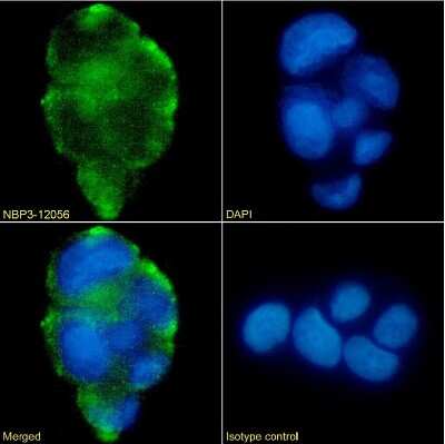 Immunocytochemistry/ Immunofluorescence: Lewis A,B Blood Group Antigens Antibody (HEA164) - Chimeric - Azide and BSA Free [NBP3-12056]