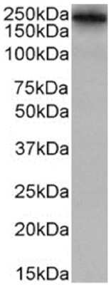 Western Blot: Lewis A,B Blood Group Antigens Antibody (HEA164)ChimericAzide and BSA Free [NBP3-12056]