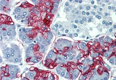 Immunohistochemistry-Paraffin: Lewis A Blood Group Antigen Antibody (7LE) - BSA Free [NB500-525]