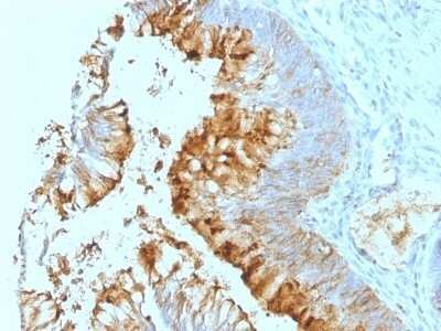 Immunohistochemistry-Paraffin: Lewis A Blood Group Antigen Antibody (SPM279) [NBP2-45283]